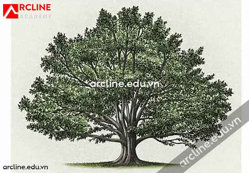 Vẽ Cây Cổ Thụ Có Lá Và Không Lá 