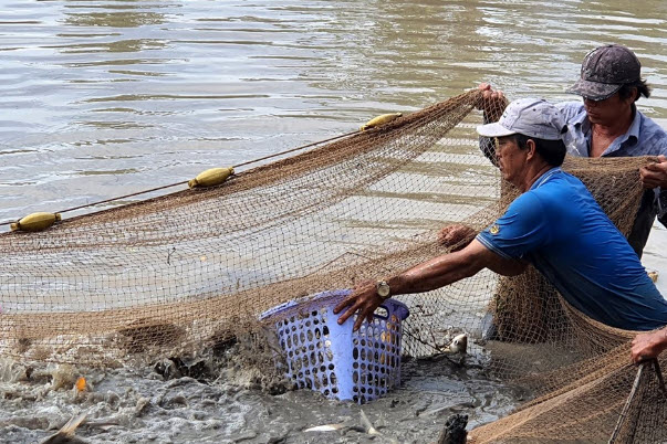 nằm mơ thấy bắt cá