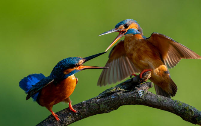 nằm mơ thấy chim