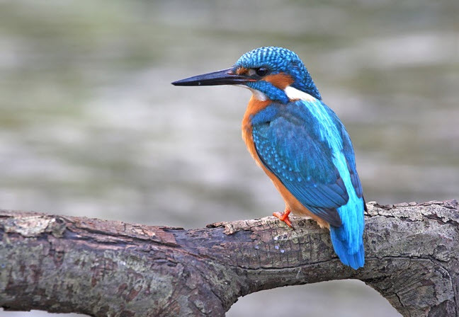 nằm mơ thấy chim