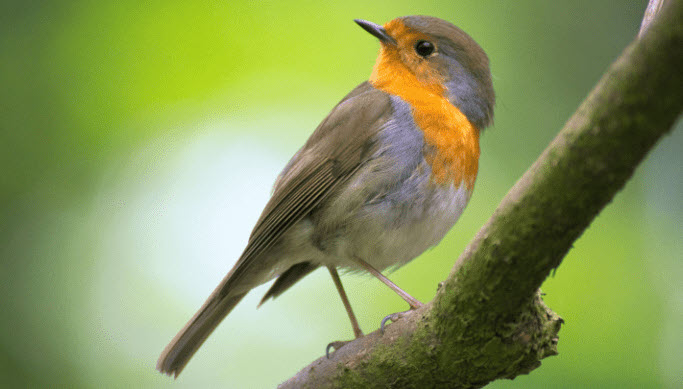 nằm mơ thấy chim