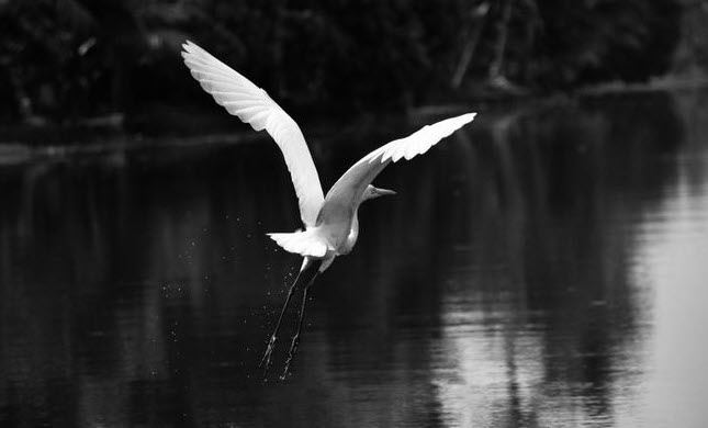 nằm mơ thấy chim