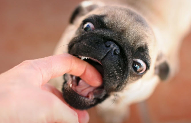 nằm mơ thấy chó cắn vào tay không chảy máu