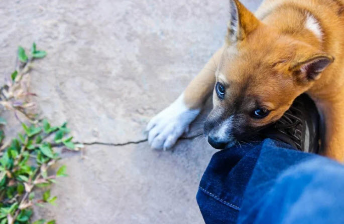 nằm mơ thấy chó cắn vào tay không chảy máu