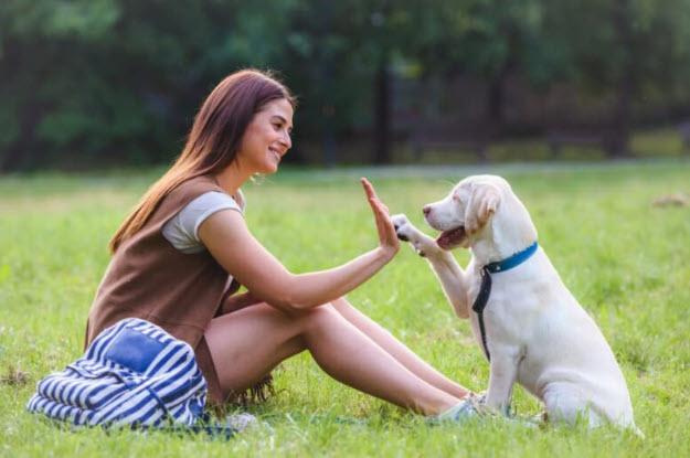 nằm mơ thấy chó đuổi cắn