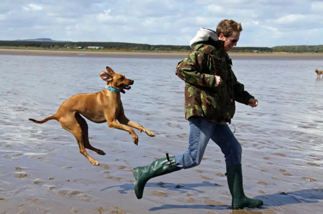 nằm mơ thấy chó đuổi cắn