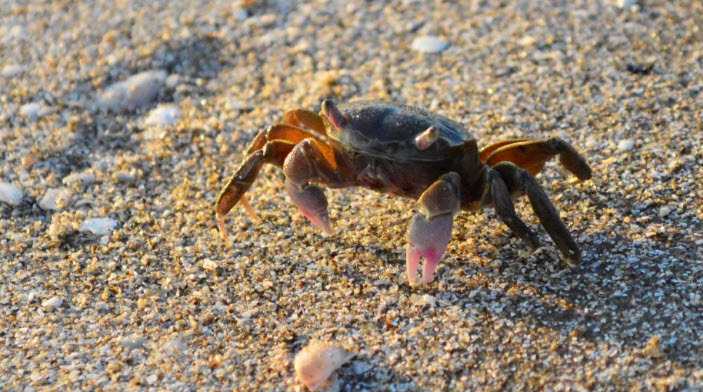 nằm mơ thấy cua