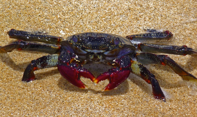 nằm mơ thấy cua