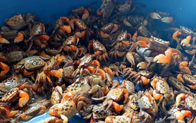 nằm mơ thấy cua