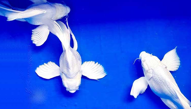 nằm mơ thấy cá trắng