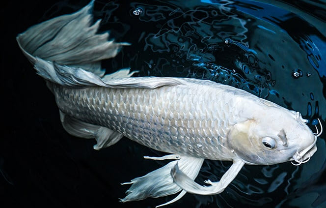 nằm mơ thấy cá trắng