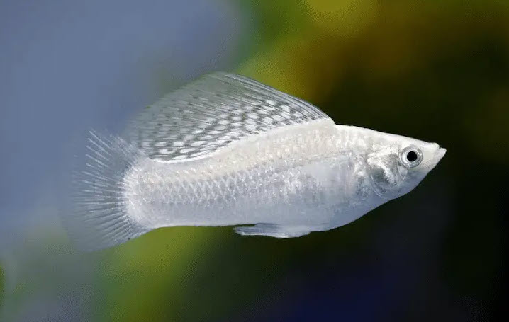 nằm mơ thấy cá trắng