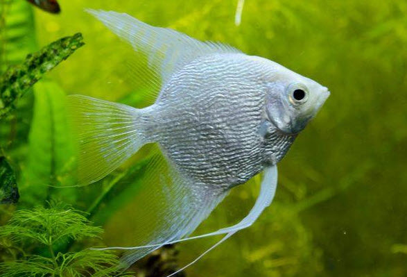 nằm mơ thấy cá trắng