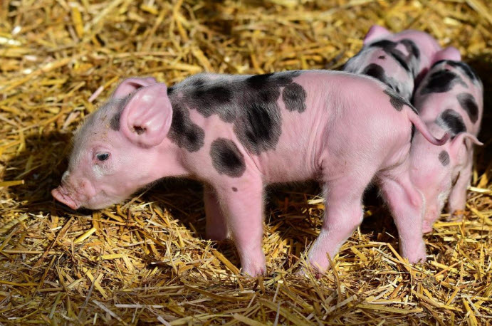 nằm mơ thấy heo