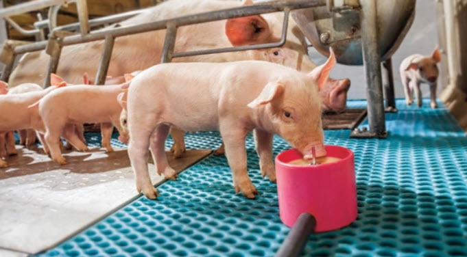 nằm mơ thấy heo