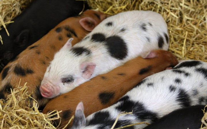 nằm mơ thấy heo