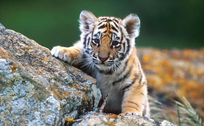 nằm mơ thấy hổ