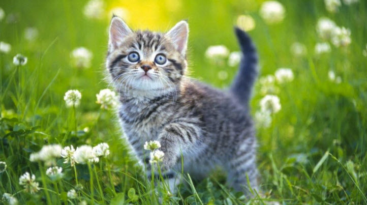 nằm mơ thấy mèo con