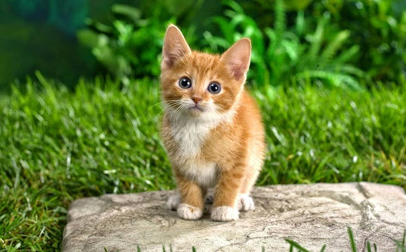 nằm mơ thấy mèo con