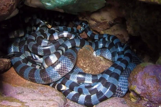 nằm mơ thấy nhiều rắn