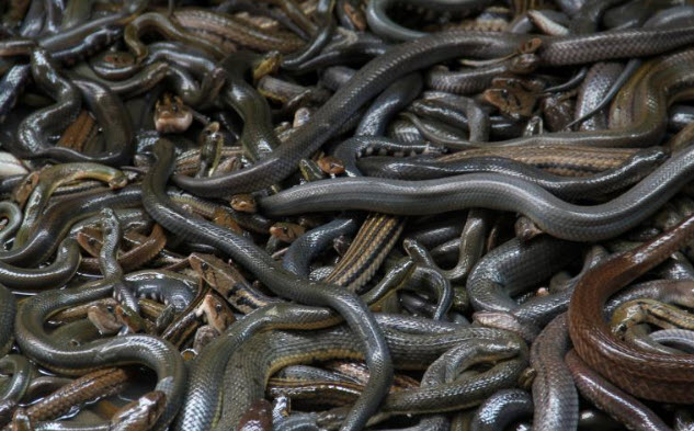 nằm mơ thấy nhiều rắn