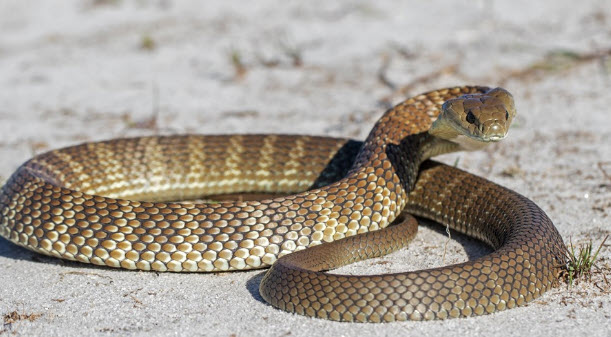 nằm mơ thấy nhiều rắn