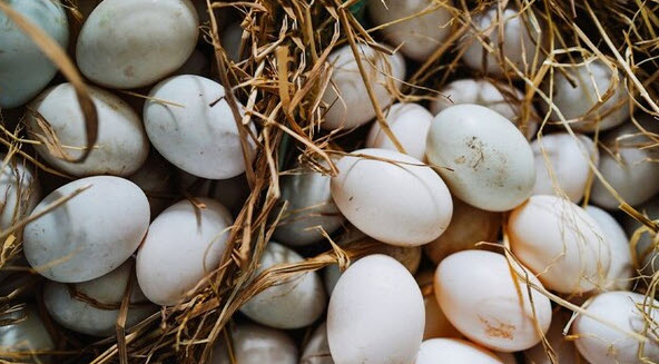 nằm mơ thấy nhặt được nhiều trứng vịt