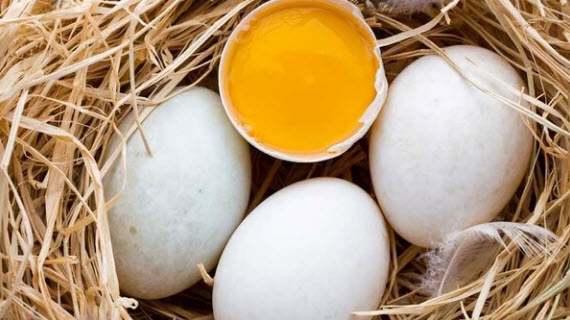 nằm mơ thấy nhặt được nhiều trứng vịt