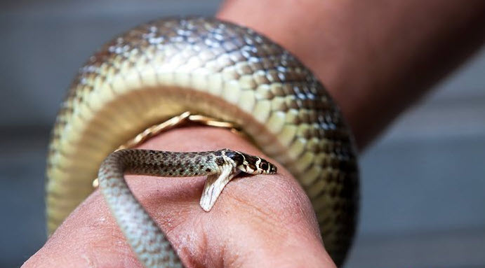 nằm mơ thấy rắn cắn người thân