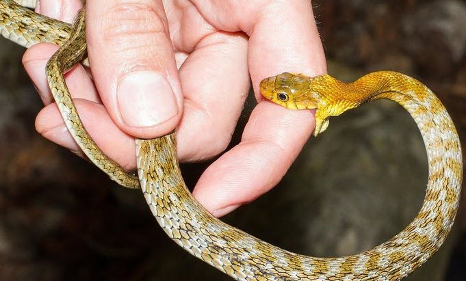 nằm mơ thấy rắn cắn người thân