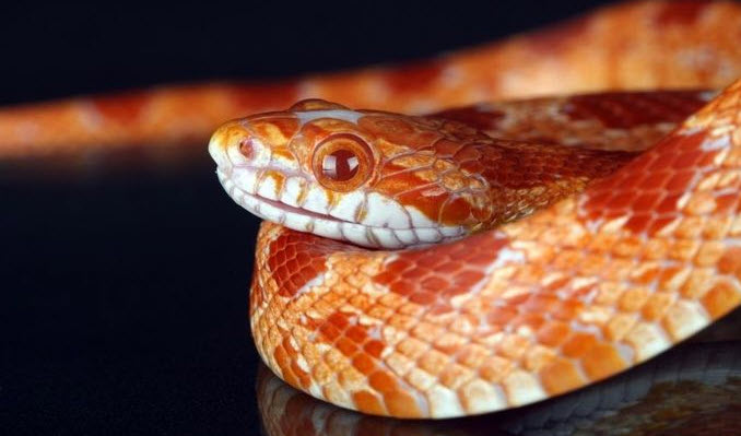 nằm mơ thấy rắn cắn người thân