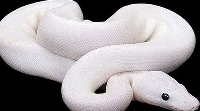 nằm mơ thấy rắn trắng