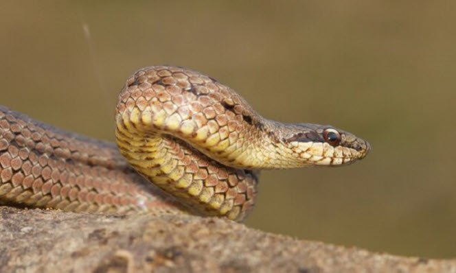 nằm mơ rắn cắn