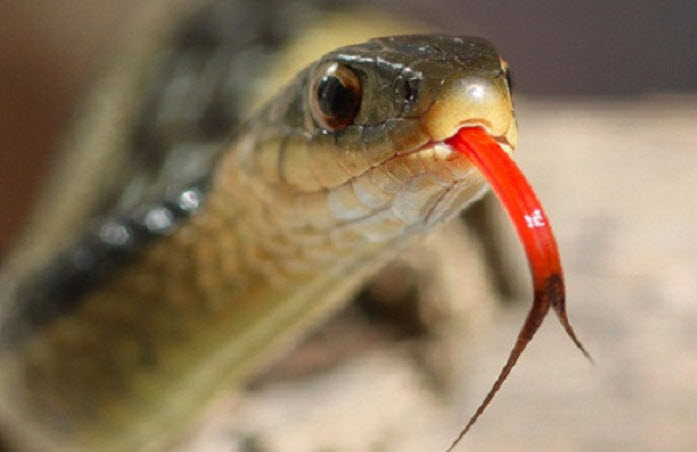 nằm mơ rắn cắn