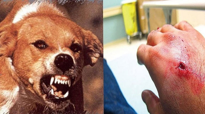 nằm mơ thấy bị chó cắn