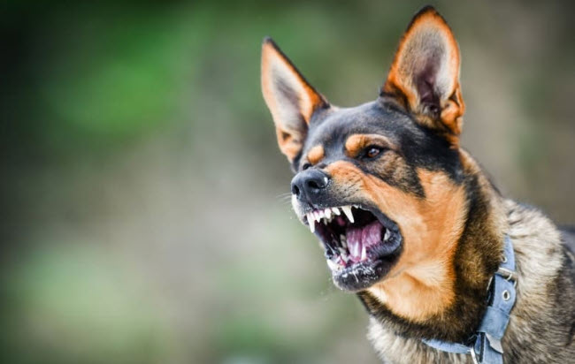 nằm mơ thấy bị chó cắn