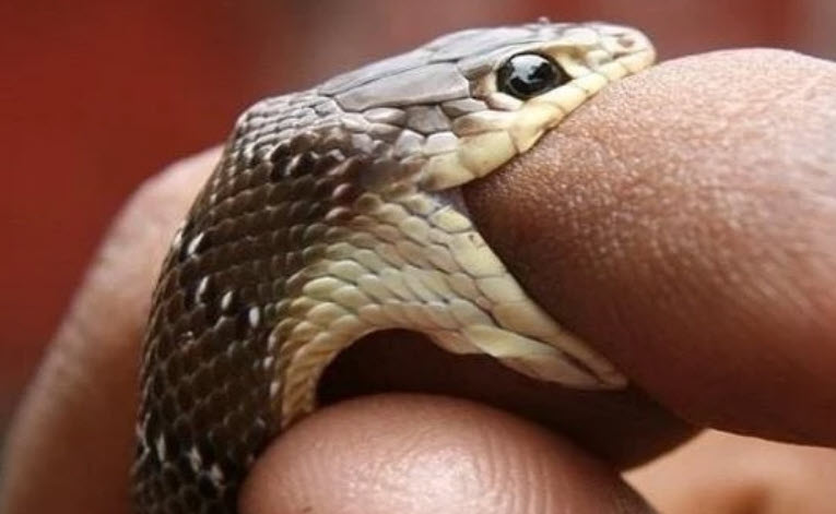 nằm mơ thấy bị rắn cắn