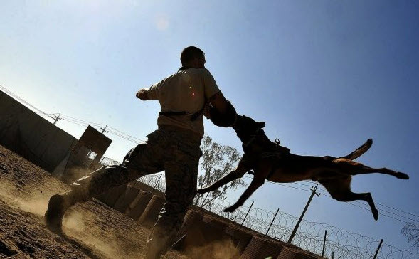 nằm mơ thấy chó cắn vào tay