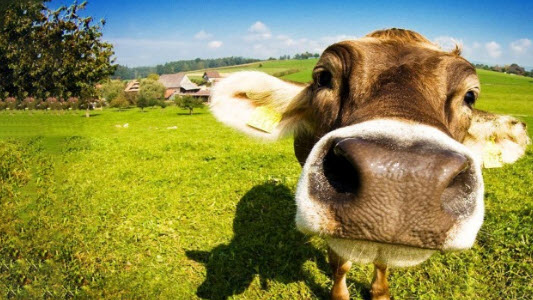 nằm mơ thấy con bò