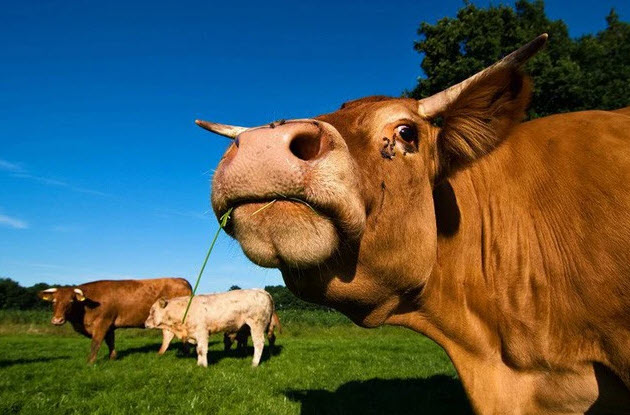 nằm mơ thấy con bò