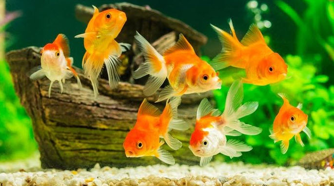 nằm mơ thấy cá