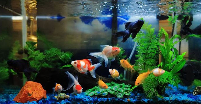 nằm mơ thấy cá