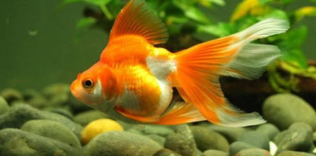 nằm mơ thấy cá