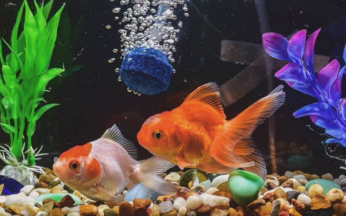 nằm mơ thấy cá