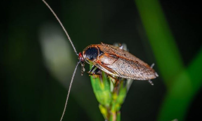 nằm mơ thấy gián