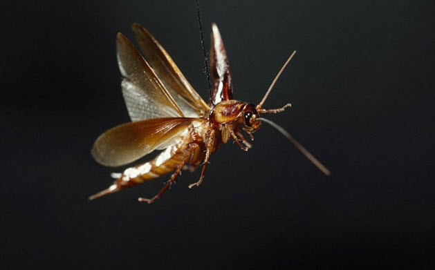 nằm mơ thấy gián