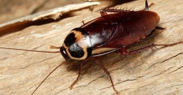 nằm mơ thấy gián